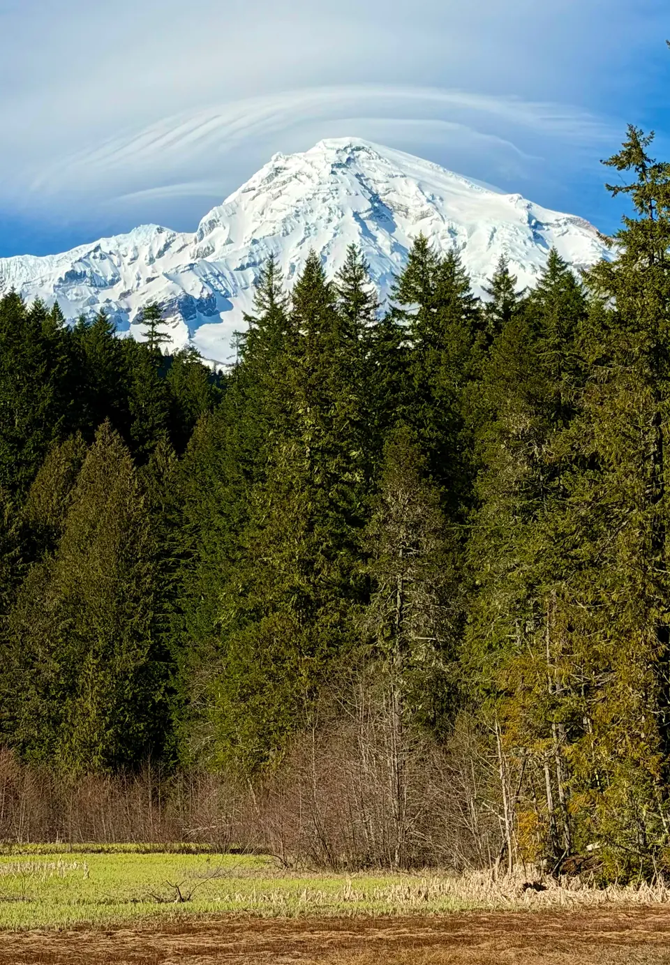 A snow-covered volcanic peak with a cap cloud rising above a tall evergreen forest.
